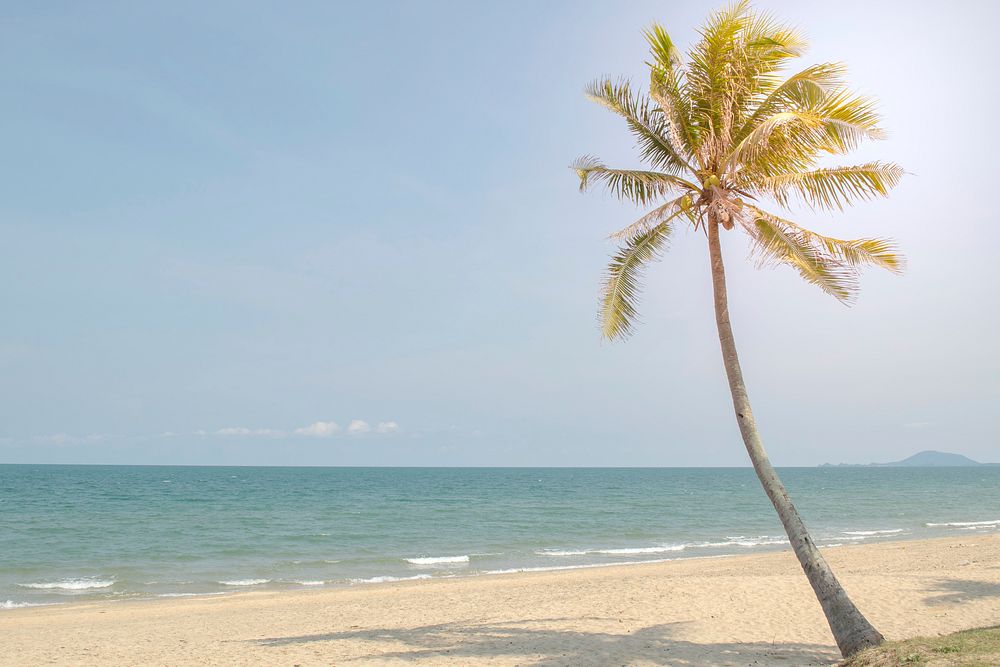 Palm tree on tropical beach, free public domain CC0 photo.