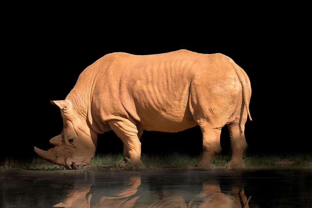 Free rhino image, public domain animal CC0 photo.