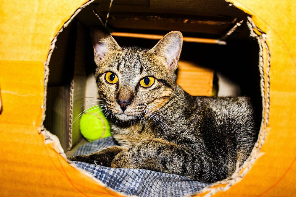 Free cute european shorthair cat image, public domain CC0 photo.