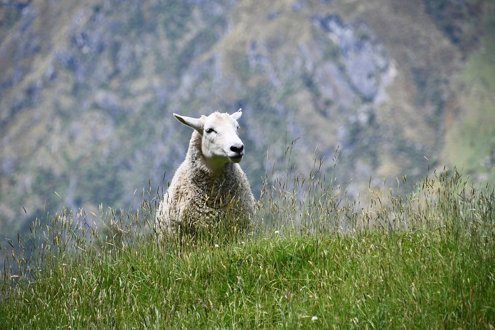 Free sheep standing on grass field image, public domain animal CC0 photo.