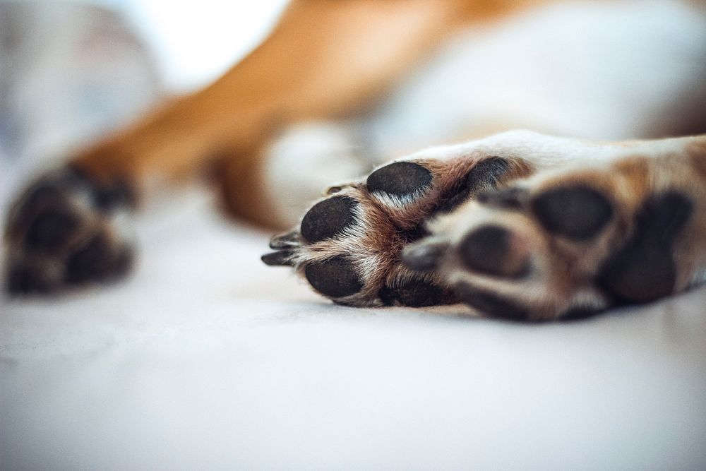 Free dog's paw background image, public domain CC0 photo.