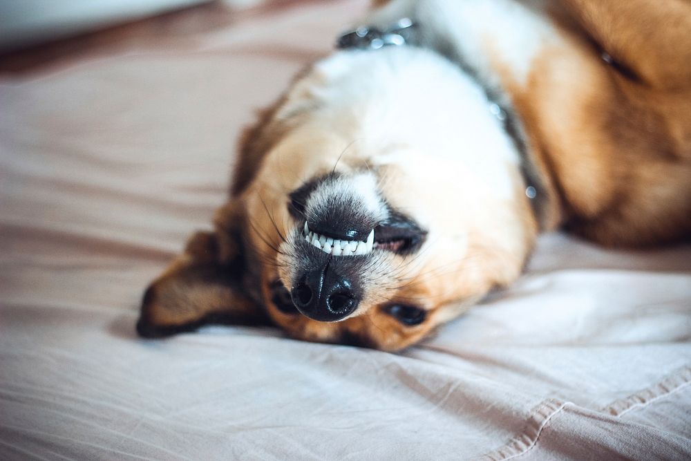 Free dog lying on bed showing teeth image, public domain animal CC0 photo.
