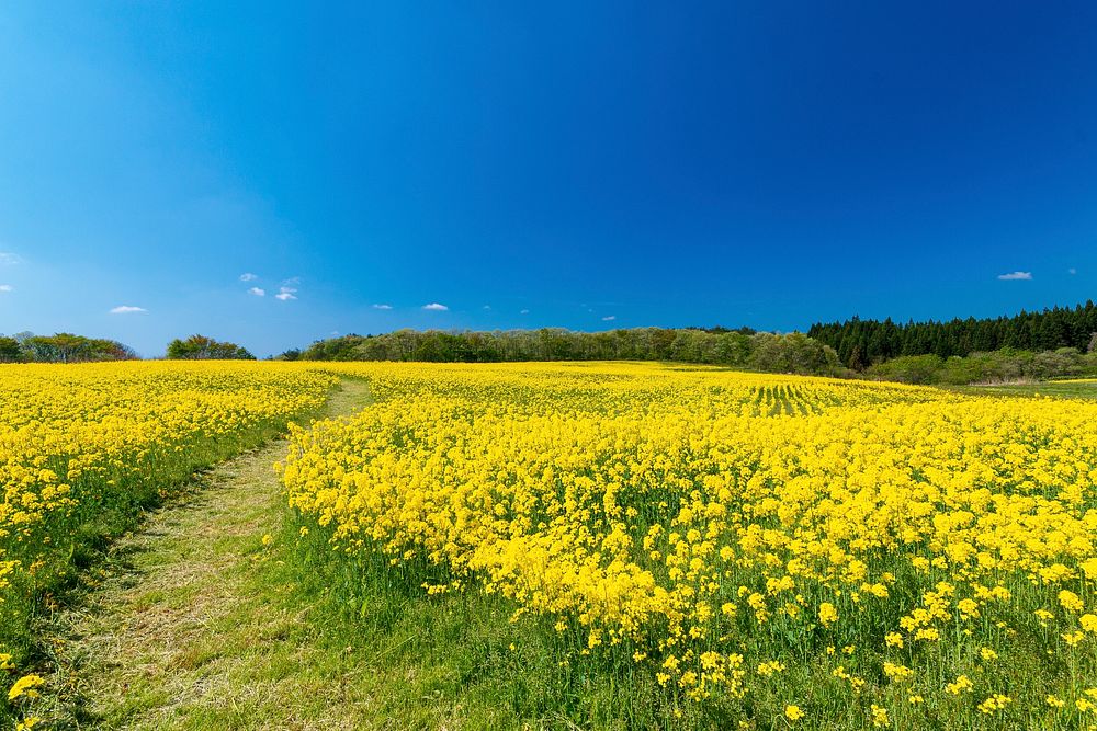 Free rapeseed blossom field, blue sky public domain CC0 photo.