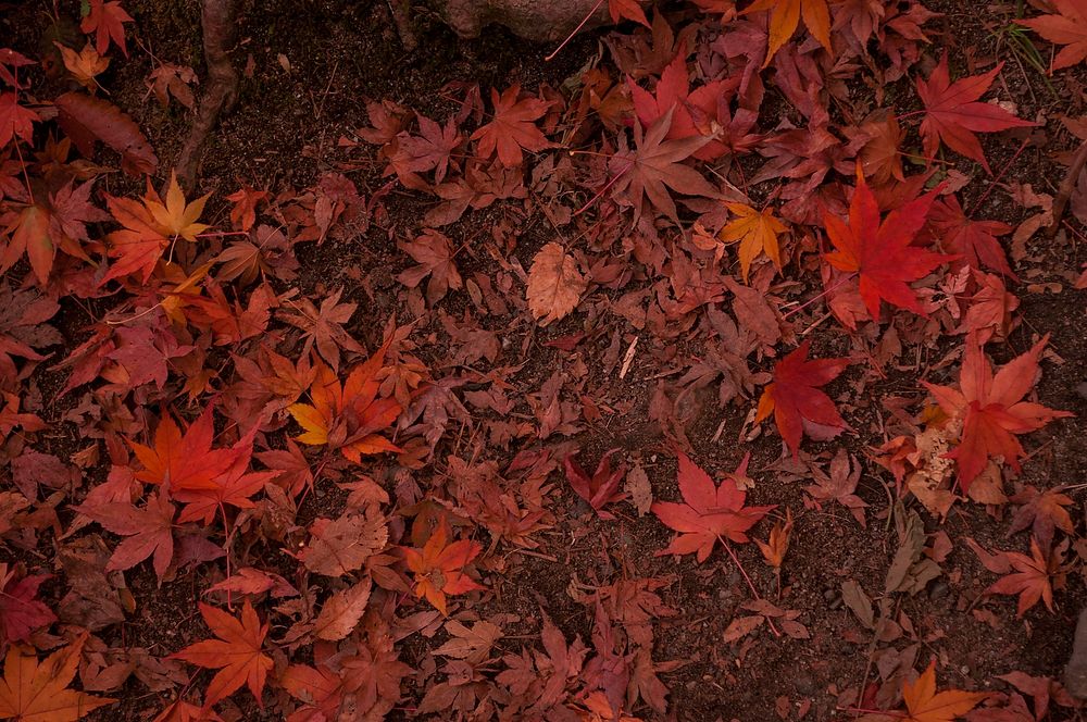 Free autumns leaves image, public domain fall nature CC0 photo.