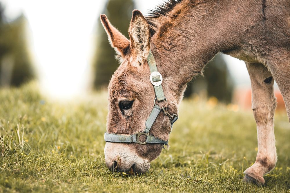 Free donkey grazing image, public domain animal CC0 photo.