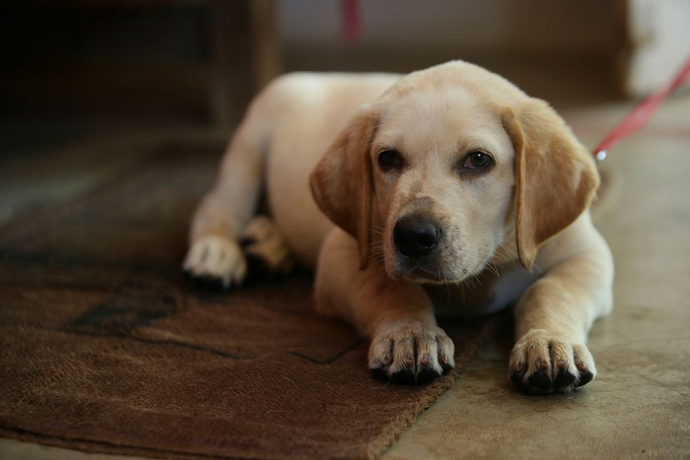 Free cute labrador retriever puppy lying wooden floor image, public domain animal CC0 photo.