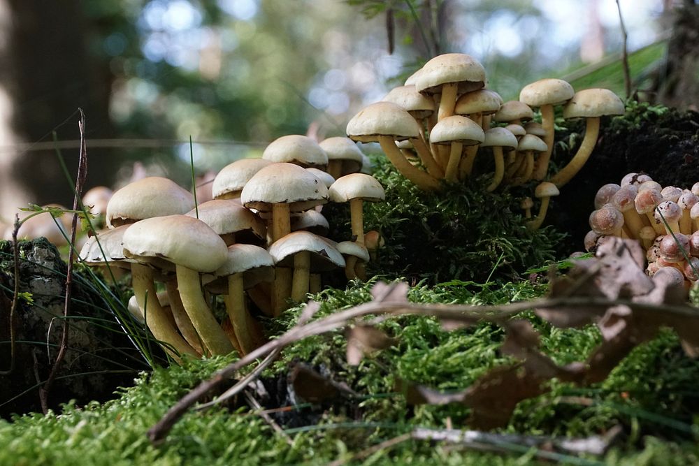 Free mushroom photo, public domain plant CC0 image.