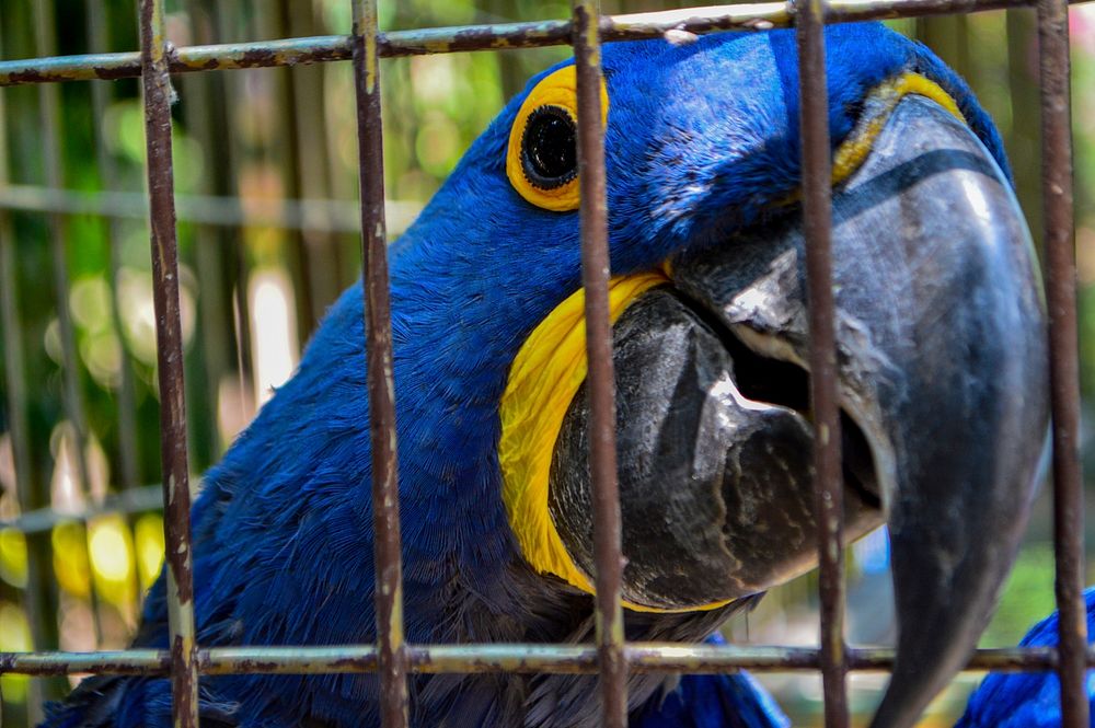 Free blue and yellow parrot head close up portrait photo, public domain animal CC0 image.
