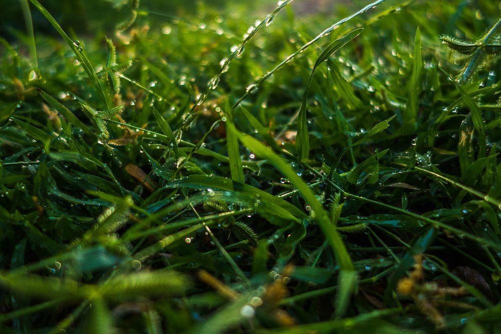 Free water droplets on grass image, public domain nature CC0 photo.