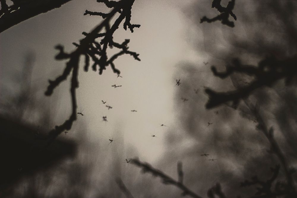Free dark tree image, public domain Halloween CC0 photo.
