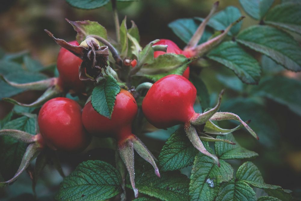 Free rose hips image, public domain fruit CC0 photo.