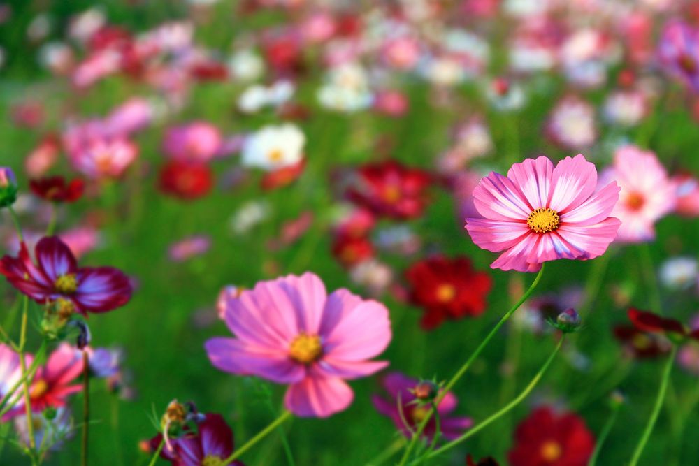 Free cosmos image, public domain flower CC0 photo.