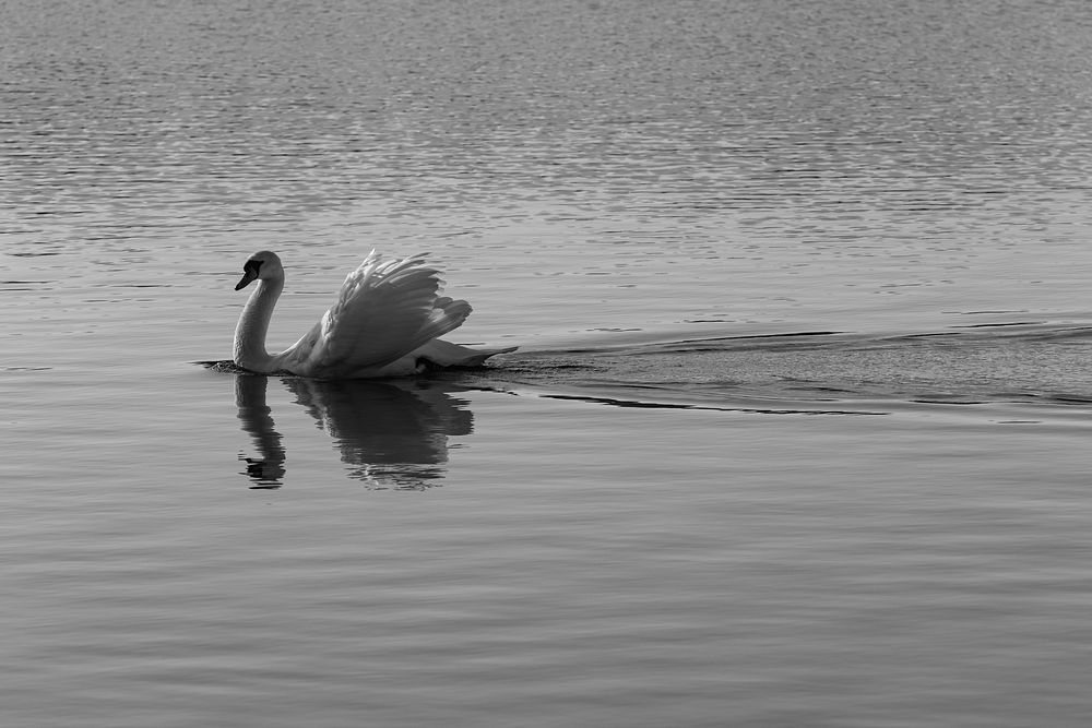 Free muted swan on water in black and white image, public domain animal CC0 photo.