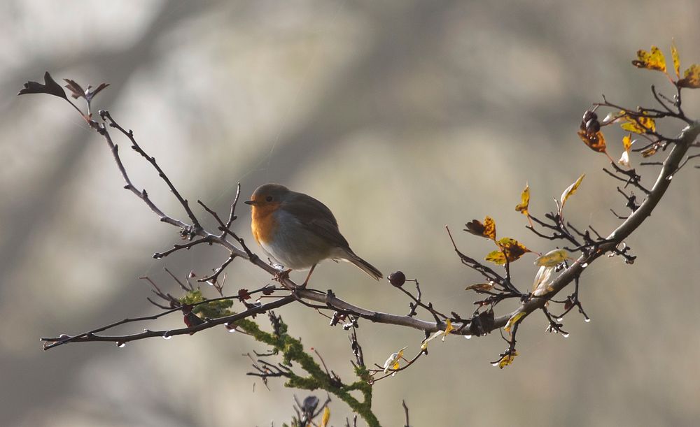 Free European robin bird on branch portrait photo, public domain animal CC0 image.