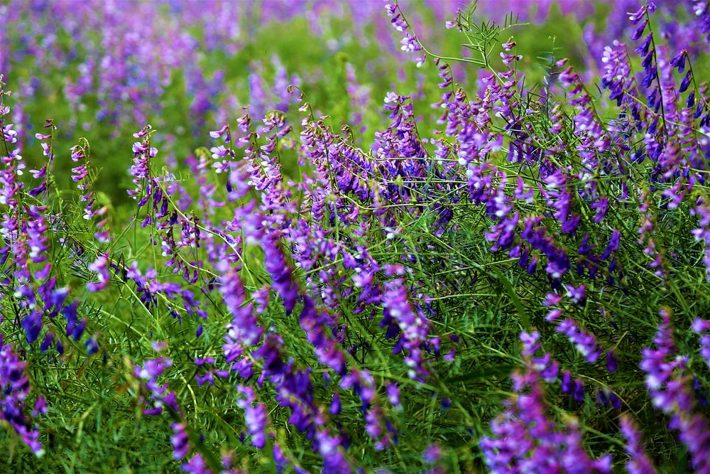 Free lavender image, public domain flower CC0 photo.