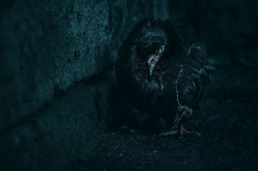 Free black scary bird standing in the dark image, public domain animal CC0 photo.
