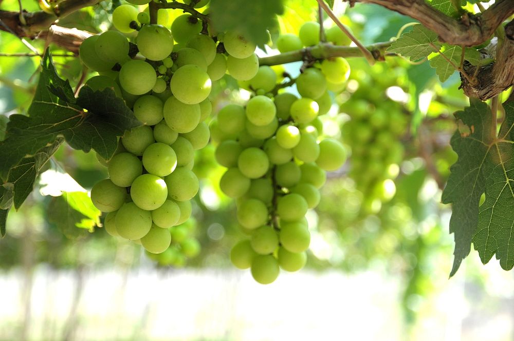 Free green grape image, public domain fruit CC0 photo.