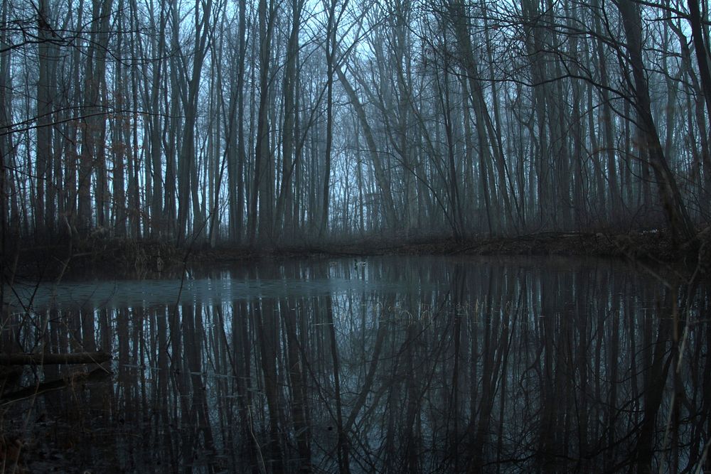 Free dark forest by the water photo, public domain nature CC0 image.