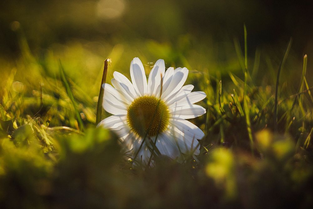 Free white daisy background image, public domain flower CC0 photo.