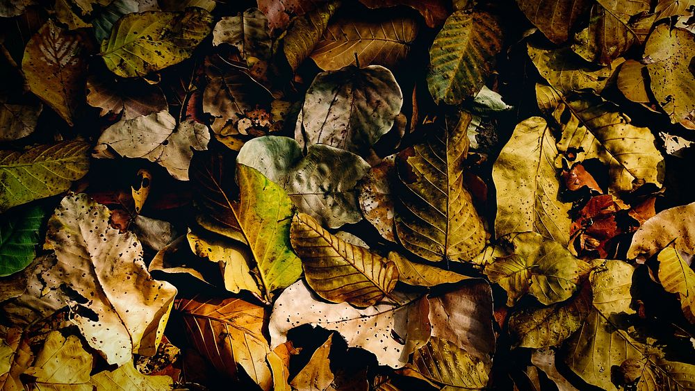 Free autumn leaves on ground image, public domain botanical CC0 photo.