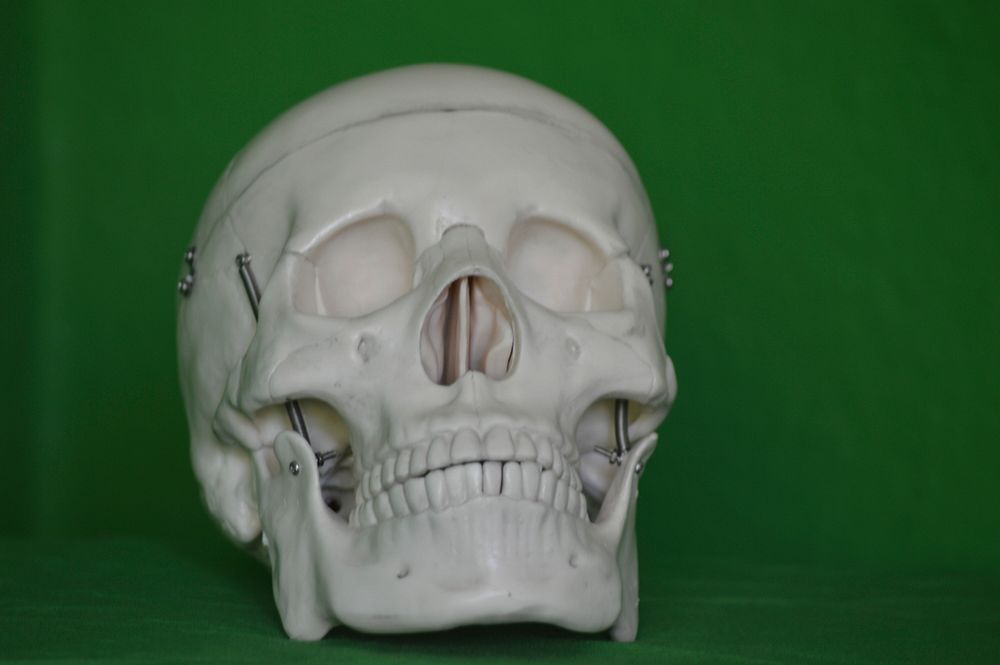 Human skull, free public domain CC0 image.