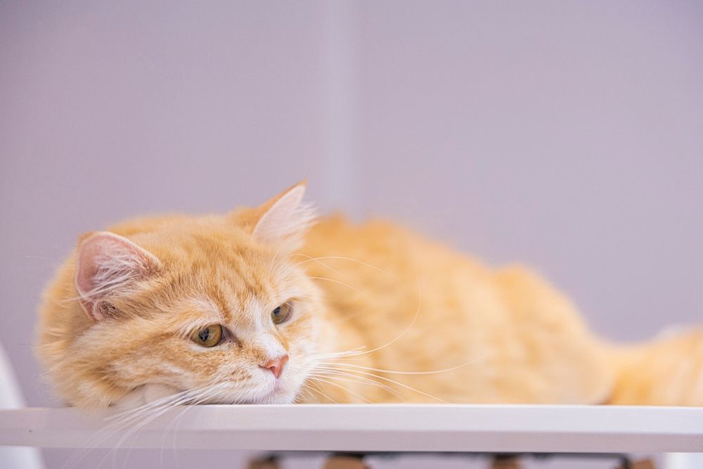 Free ginger shorthair cat image, public domain CC0 photo.