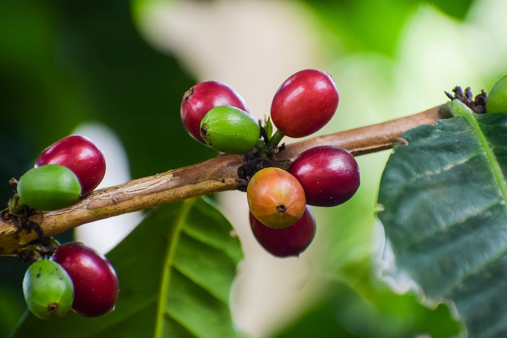 Free fresh raw coffee beans photo, public domain drink CC0 image.