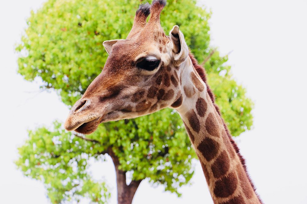 Free northern giraffe closeup on green tree background image, public domain animal CC0 photo.