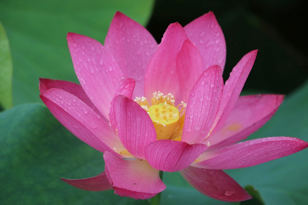 Free pink lotus image, public domain flower CC0 photo.