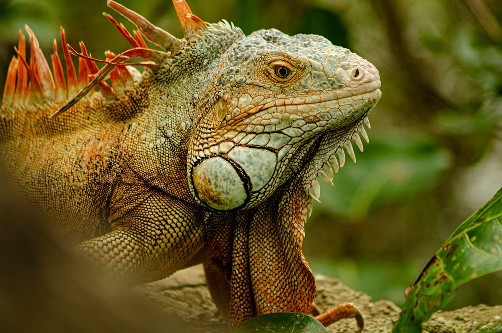 Free Iguana image, public domain reptile CC0 photo.