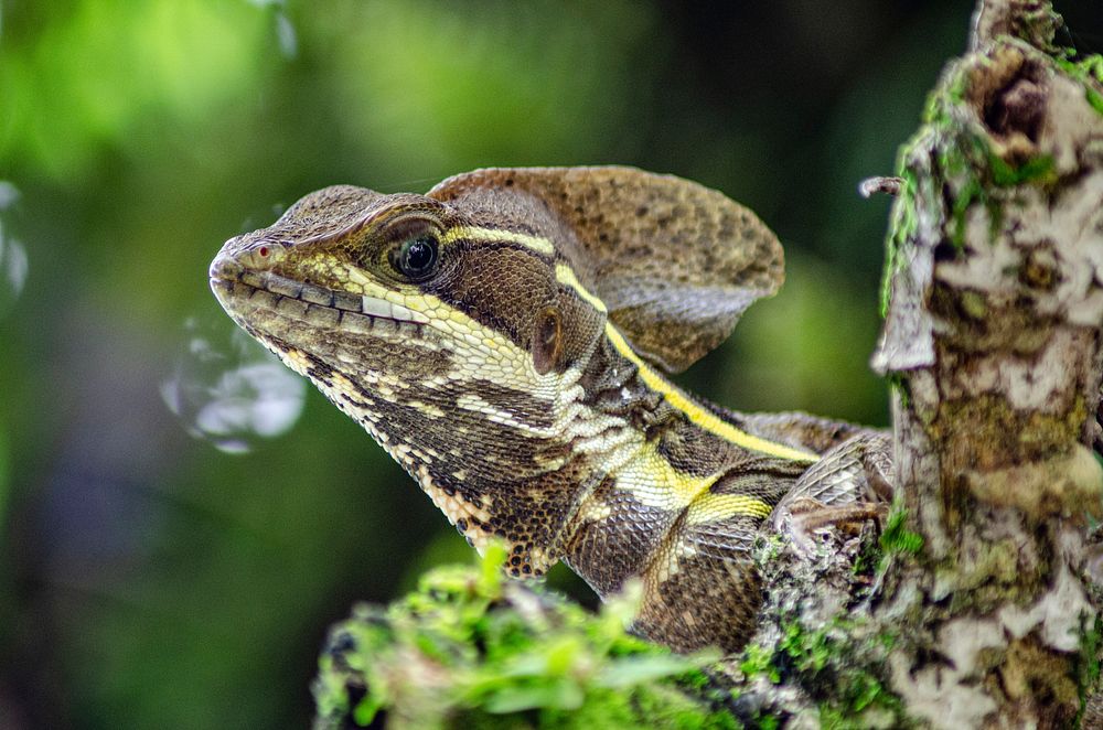 Free close up common basilisk lizard's head image, public domain animal CC0 photo.