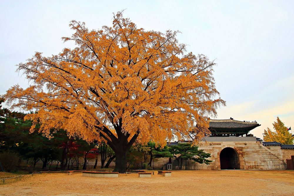 Free autumn in South Korea photo, public domain travel CC0 image.