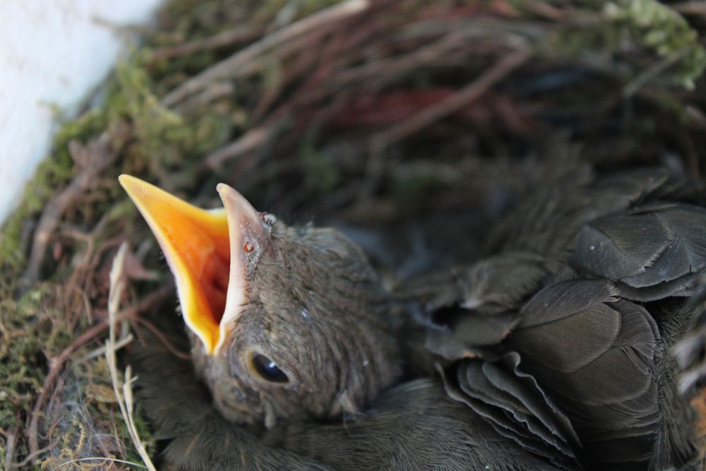 Free baby birds in bird nest portrait photo, public domain animal CC0 image.