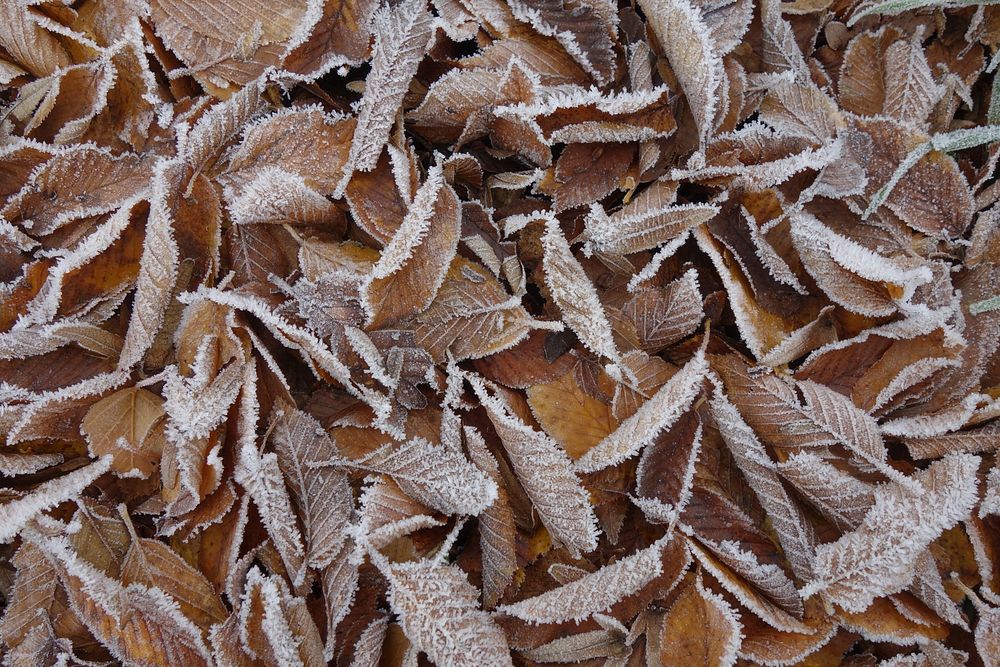 Free frozen autumn leaves photo, public domain fall CC0 image.