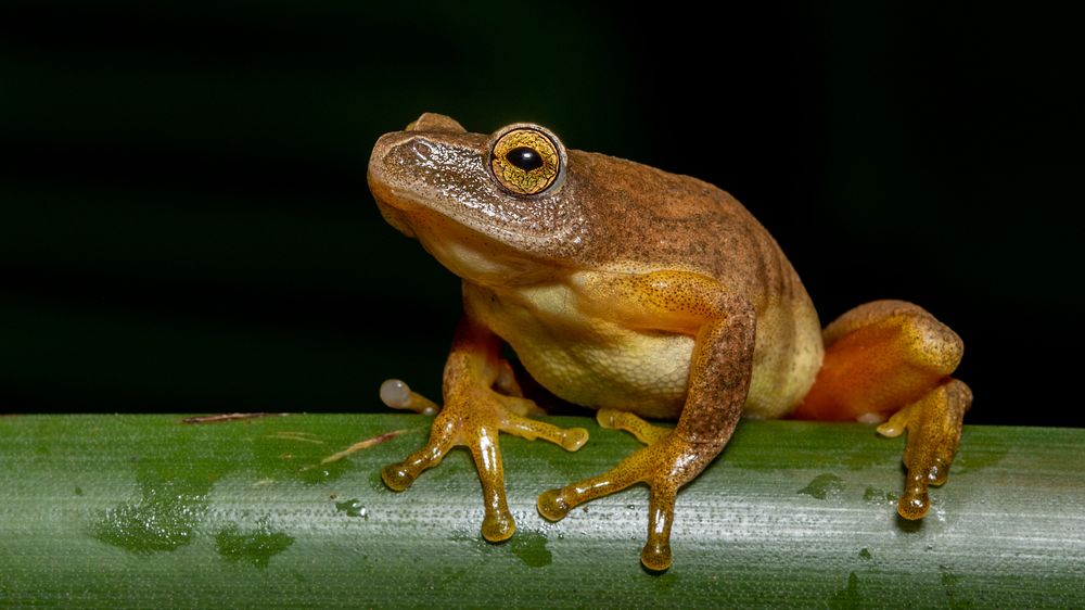 Free frog in nature background portrait photo, public domain animal CC0 image.