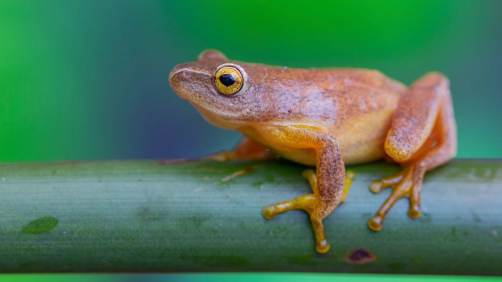 Free frog image, public domain animal CC0 photo.