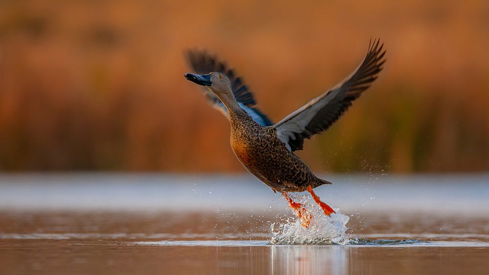 Free duck flying above water surface image, public domain animal CC0 photo.