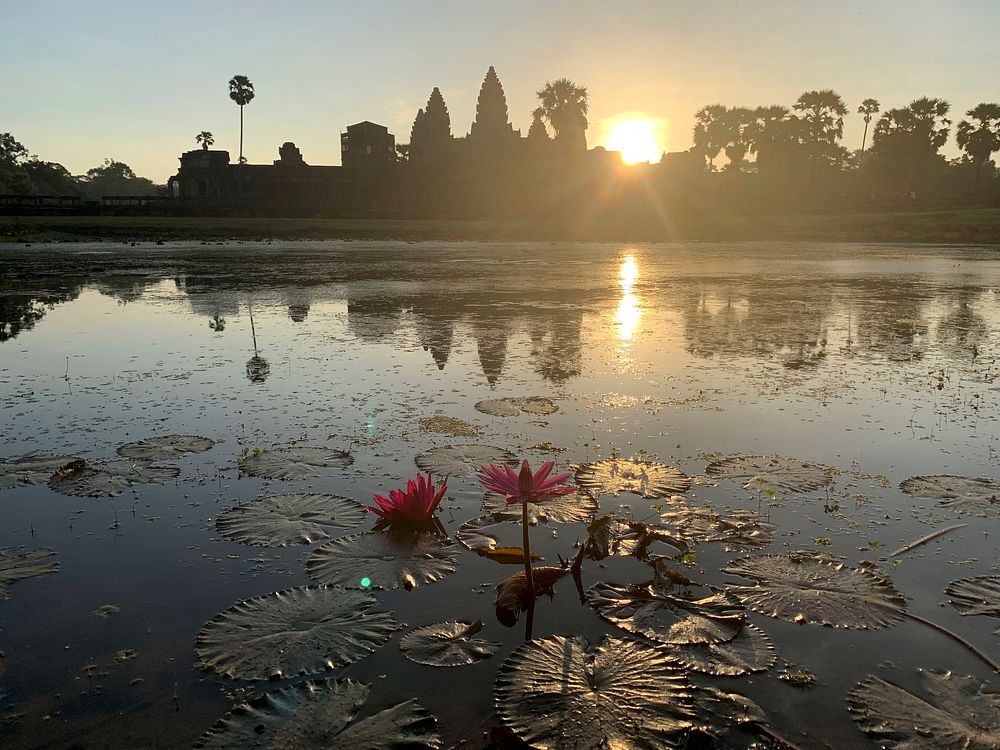 Free lotus pond image, public domain flower CC0 photo.