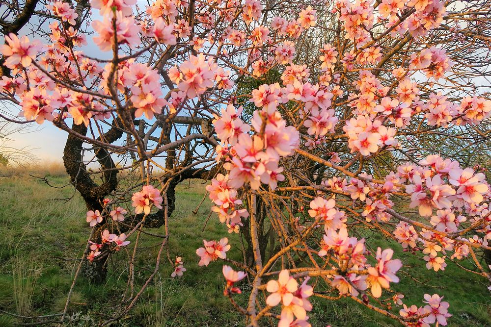 Free pink cherry blossom image, public domain flower CC0 photo.