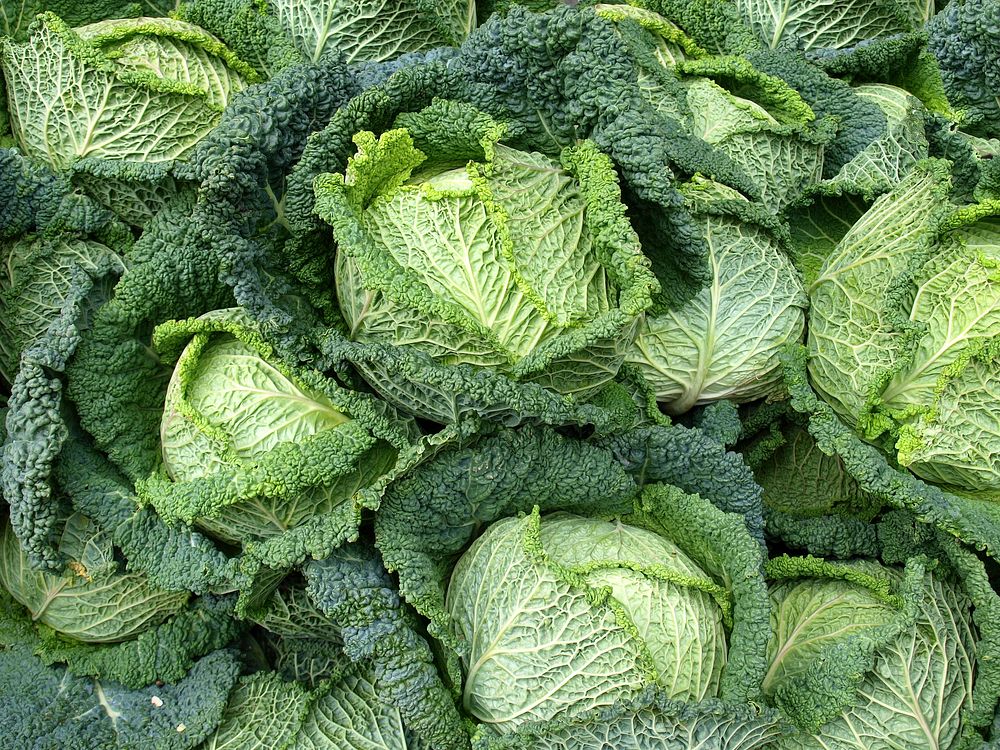 Free head cabbage background photo, public domain vegetables CC0 image. public domain CC0 photo.