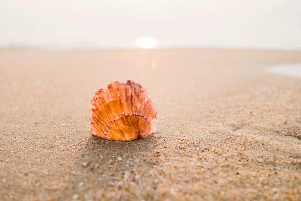 Free seashell image, public domain beach CC0 photo.