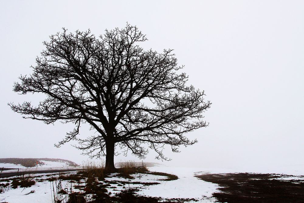 Snow covered landscape with a tree, free public domain CC0 photo