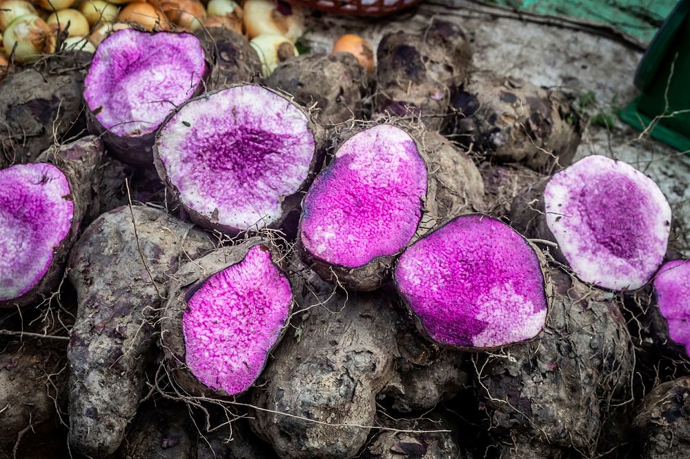 Free purple taro plant image, public domain CC0 photo.