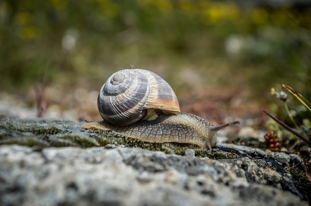 Free snail on ground closeup photo, public domain animal CC0 photo.