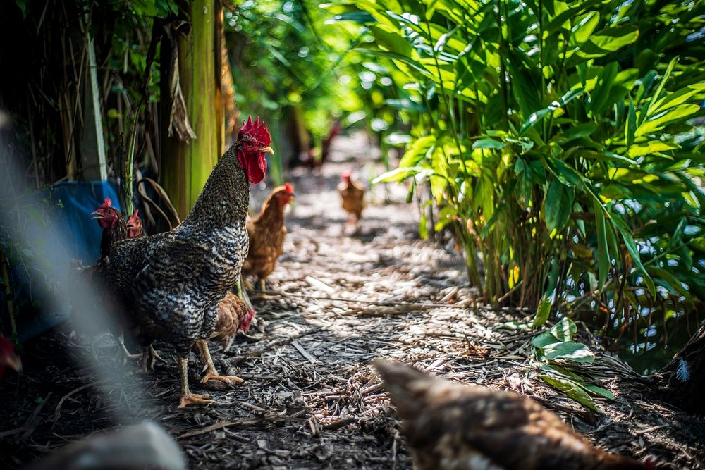 Free chickens and rooster image, public domain animal CC0 photo.