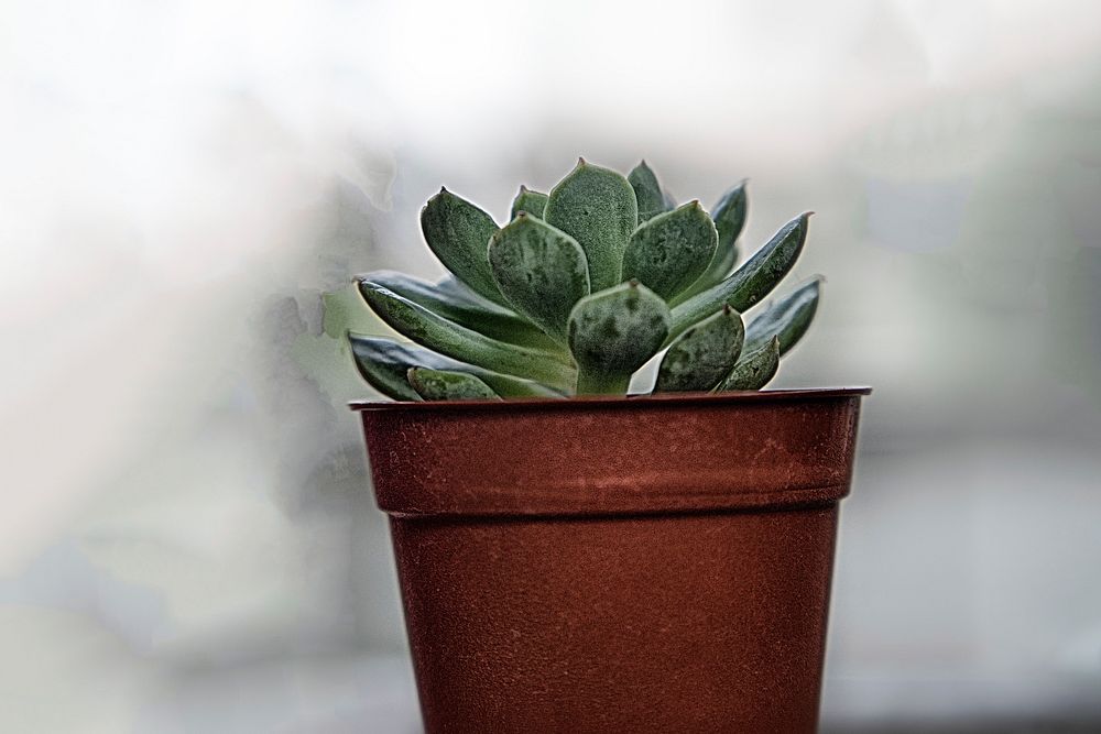 Free succulent image, public domain plant CC0 photo.