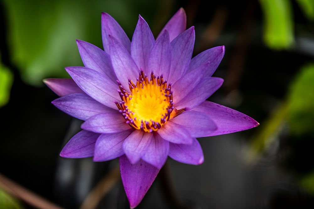 Free purple water lily image, public domain flower CC0 photo.