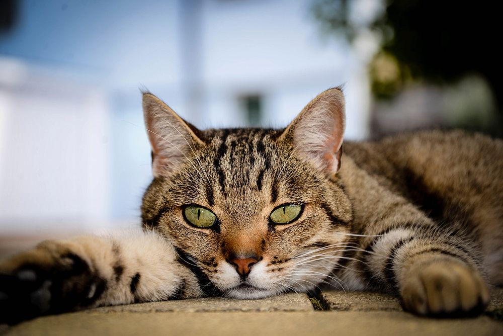Free cute european shorthair cat image, public domain CC0 photo.