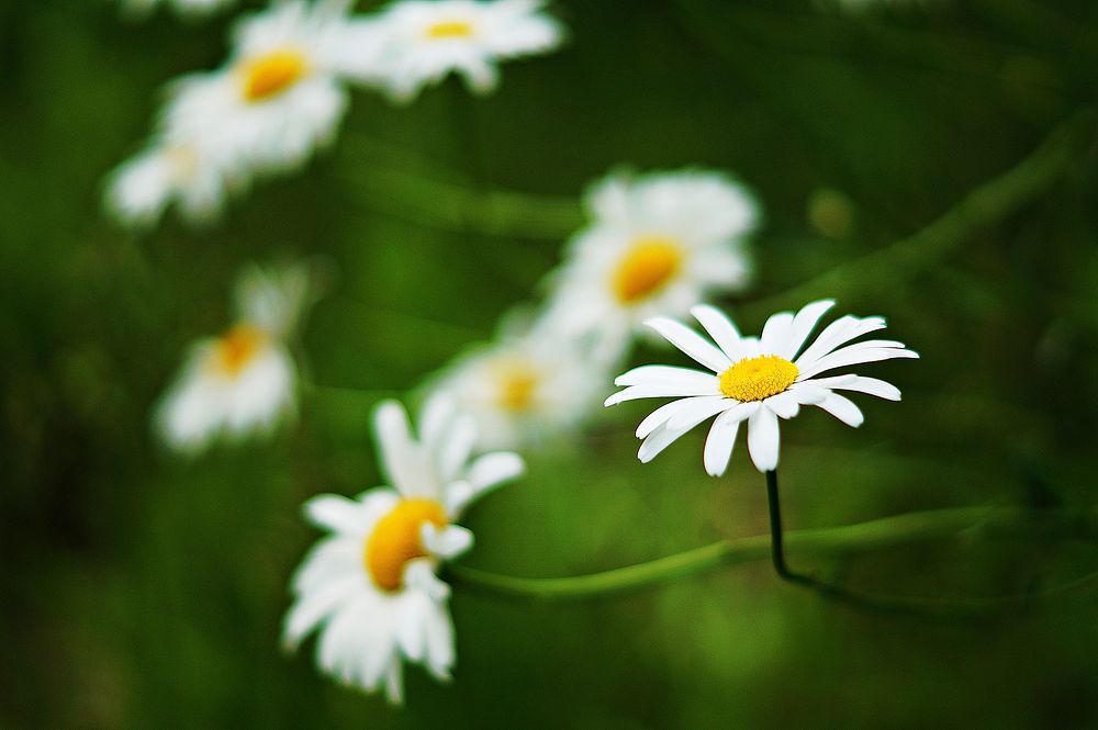 Free white daisy background image, public domain flower CC0 photo.