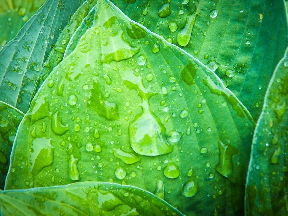 Free leaf, nature background, public domain CC0 photo.
